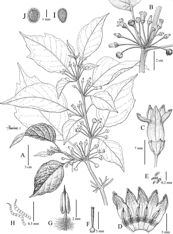 Witheringia knappiae from original description of Brachistus knappiae